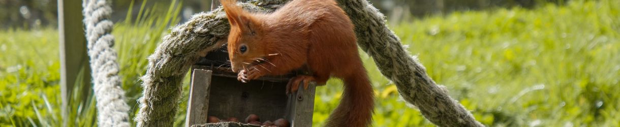 Red Squirrel at The Garlic Farm, Isle of Wight